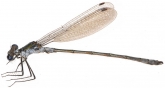 Lestes sponsa, 