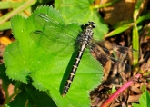 Onychogomphus forcipatus