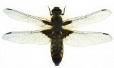   Libellula depressa