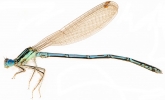 Platycnemis pennipes, 