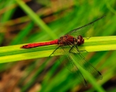 Sympetrum sanguineum