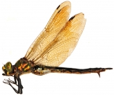 Somatochlora metallica, 