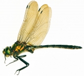 Somatochlora metallica