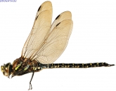 Aeshna subarctica