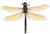 Anax parthenope, 