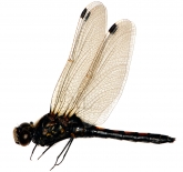 Leucorrhinia rubicunda, 