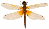 Sympetrum flaveolum