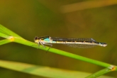 Enallagma cyathigerum, 