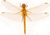 Sympetrum fonscolombii  