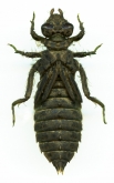 Ophiogomphus cecilia