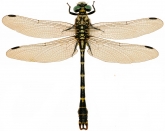 Onychogomphus forcipatus