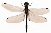 Sympetrum danae