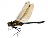 Cordulia aenea, 
