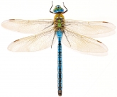 Anax imperator, 