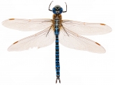 Aeshna affinis Lestes barbarus, самец