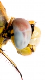 Sympetrum fonscolombii