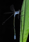 Lestes sponsa