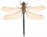 Aeshna serrata