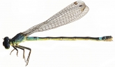 Coenagrion armatum