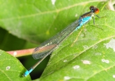 Erythromma viridulum,  