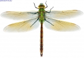  Anax imperator, 