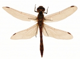 Sympetrum vulgatum