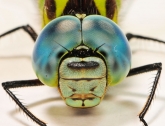  Aeshna viridis