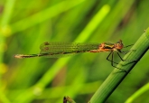 Lestes sponsa