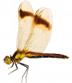 Sympetrum pedemontanum