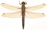 Orthetrum cancellatum,  