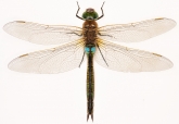 Anax parthenope