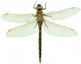 Aeshna mixta