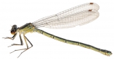 Erythromma najas, 
