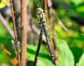 Aeshna cyanea