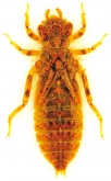 Onychogomphus forcipatus, 