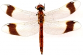 Sympetrum pedemontanum
