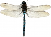 Aeshna caerulea, .  