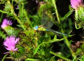 Aeshna viridis  