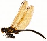 Somatochlora arctica 