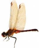 Sympetrum sanguineum