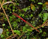 Sympetrum vulgatum   