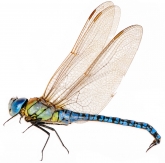 Aeshna affinis Lestes barbarus, самец