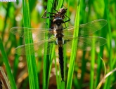 Epitheca bimaculata  