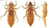 Gomphus vulgatissimus