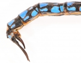 Aeshna affinis, 