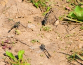 Onychogomphus forcipatus    