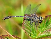 Onychogomphus forcipatus