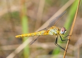 Sympetrum fonscolombii