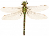 Aeshna cyanea
