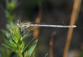 Platycnemis pennipes